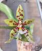 Phal. Micaels Pantheritz